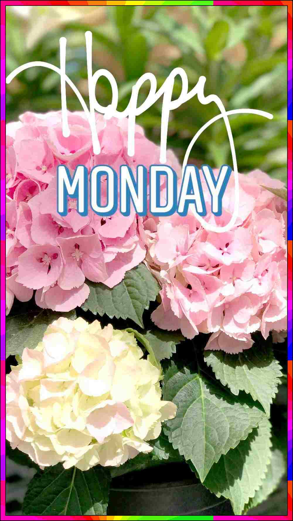 good morning monday pic